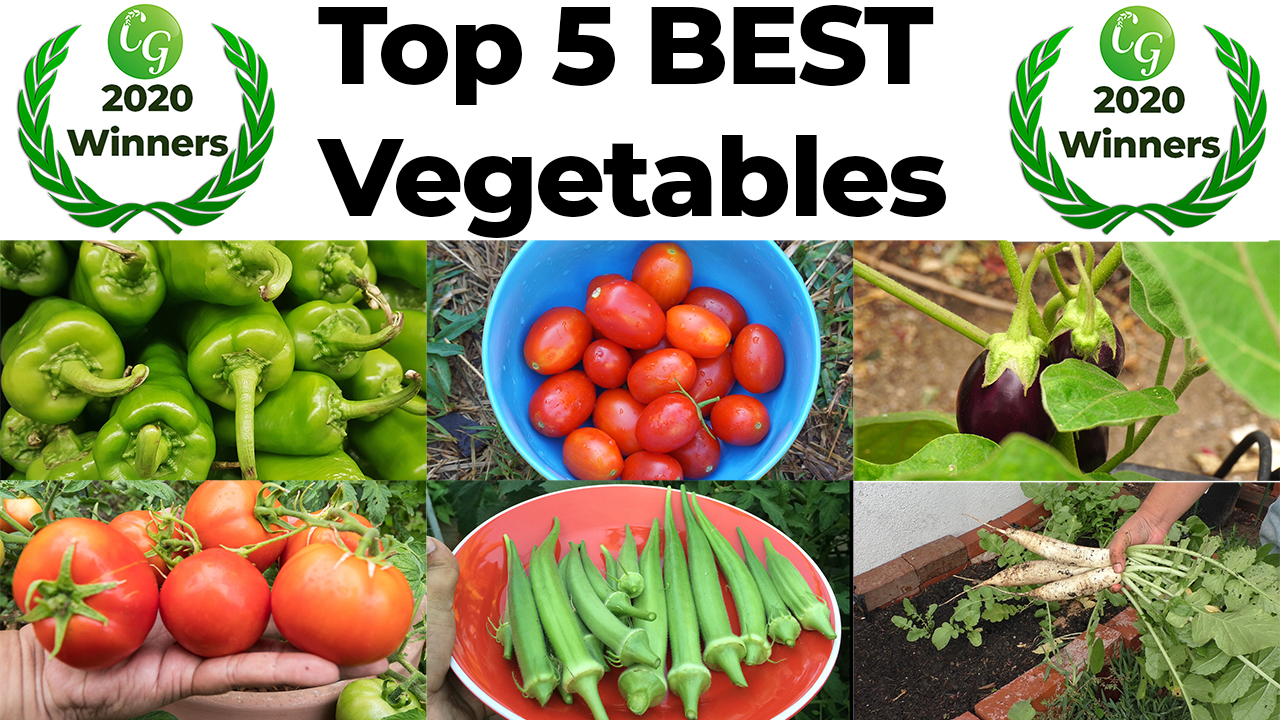 Top 5 Best Vegetables Easy To Grow In Your Vegetable Garden