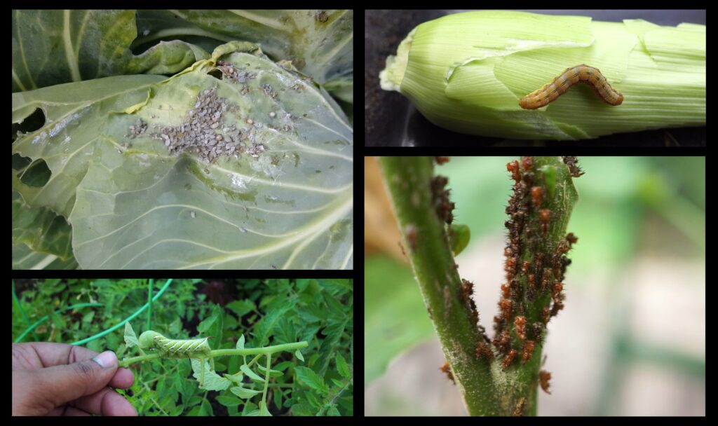 Pests that are effectively controlled by DE
