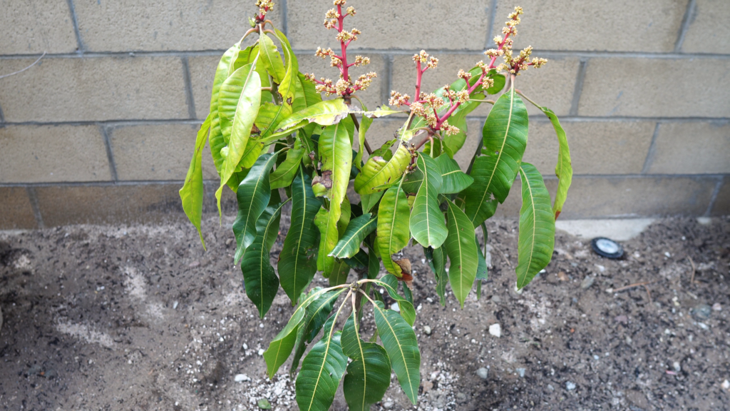Mango plant flowering