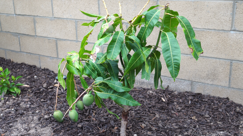 Mangoes forming on the plant