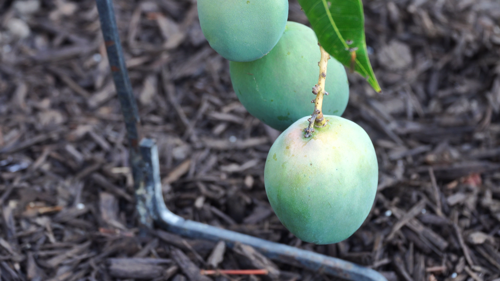 The fun of Growing Mango Trees Helpful Tips