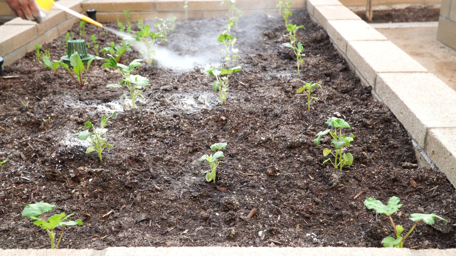 What is Diatomaceous Earth and How to use it in your Garden?