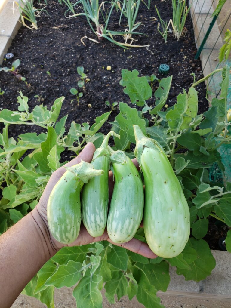 Green Eggplants