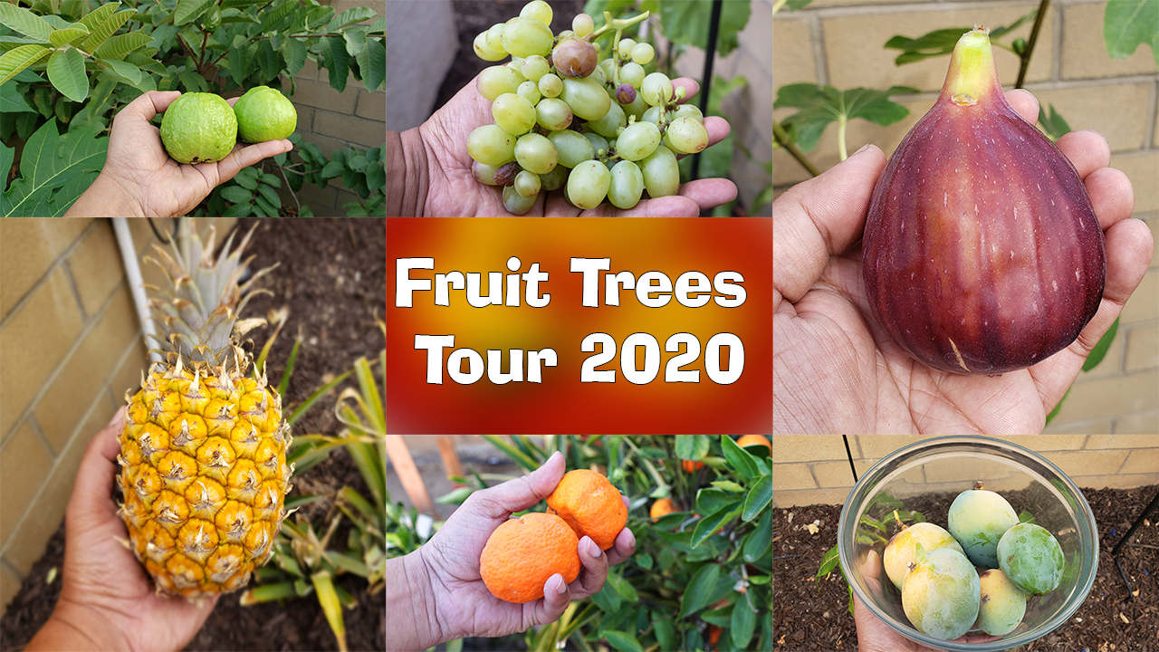 Fruit Tree Tour! ALL our Fruit Trees Garden Tour! California Backyard Orchard!