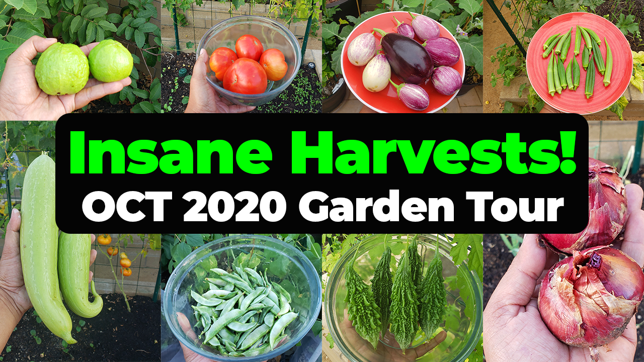 Insane Vegetable Harvests! California Gardening October 2020 Full Tour