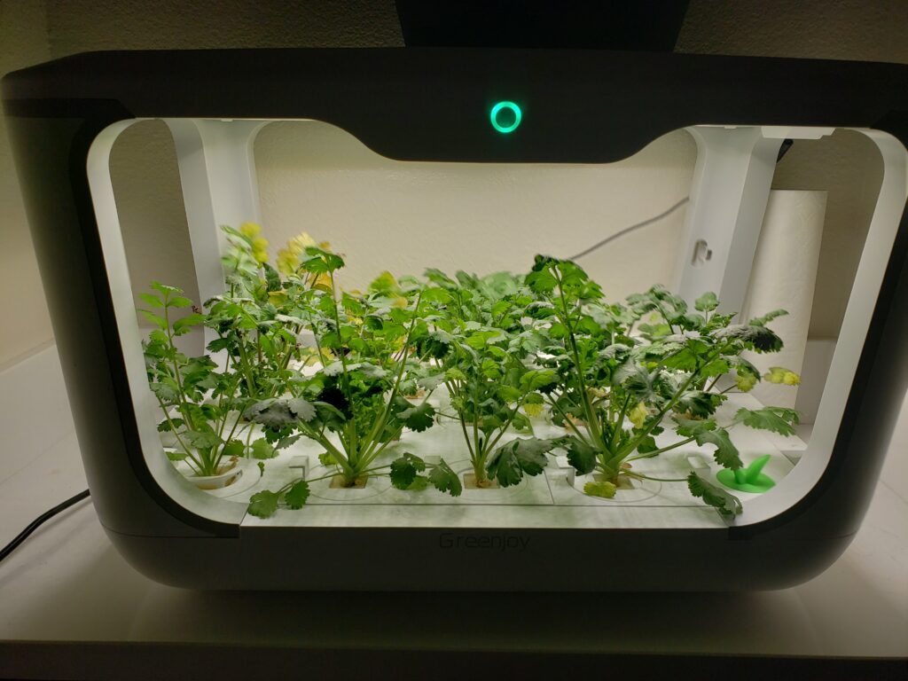 Cilantro growing indoors in hydroponics system
