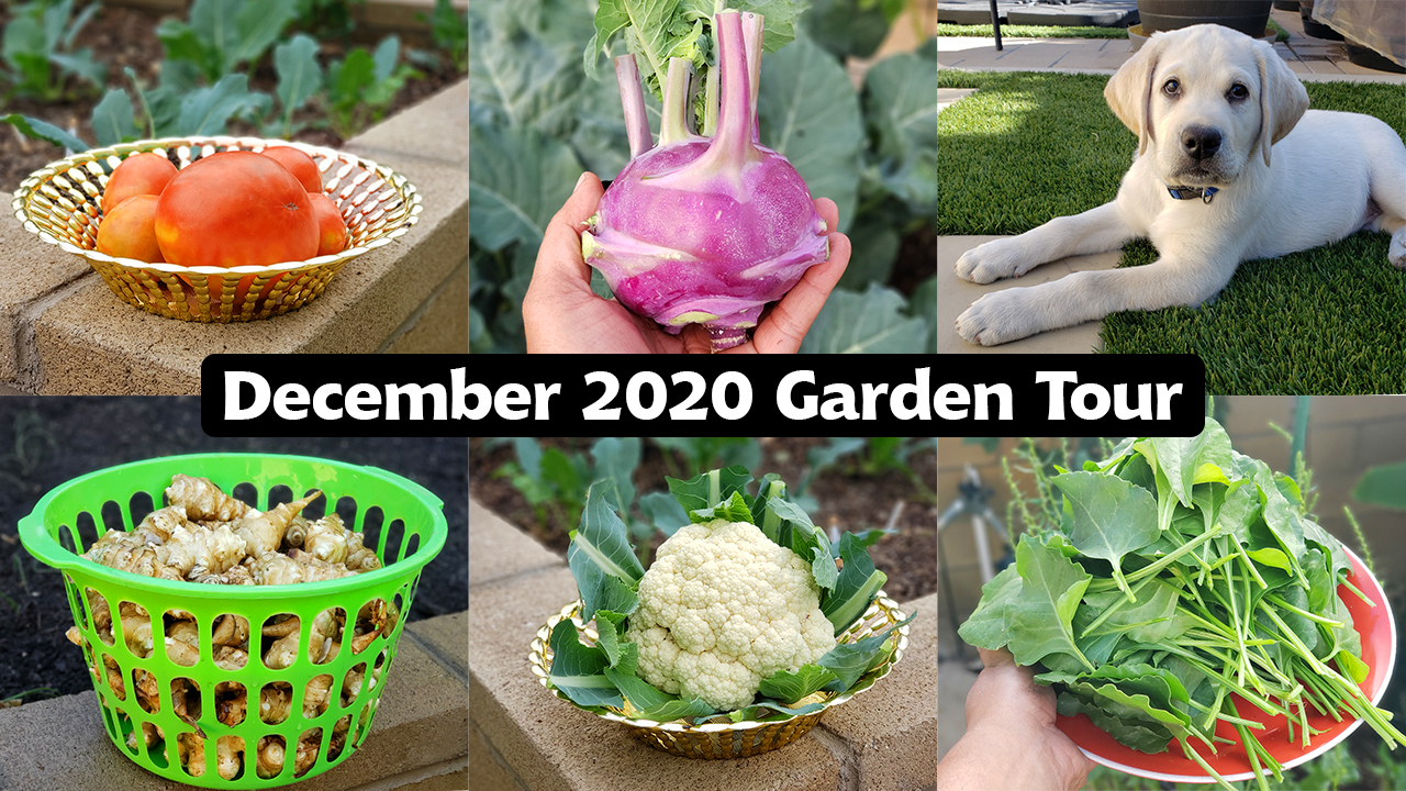 California Gardening – December 2020 Garden Tour!