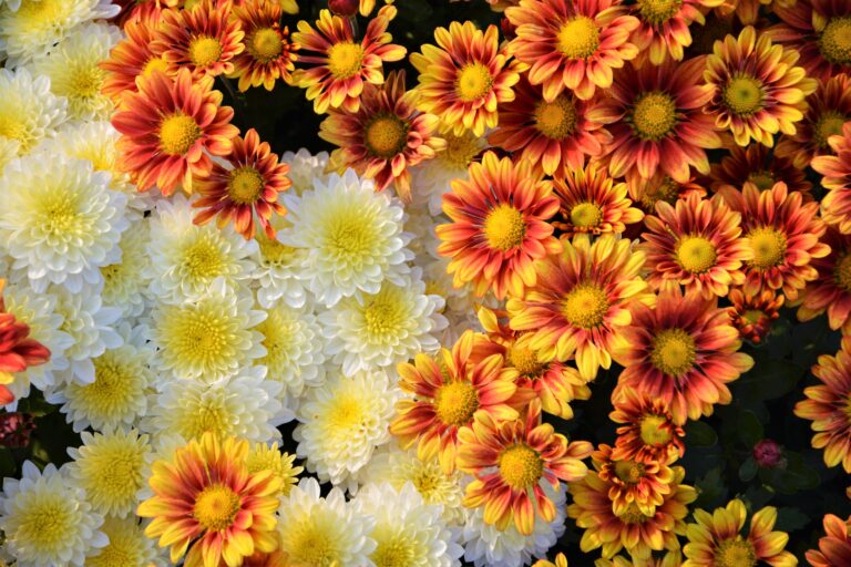 Tips in Growing Chrysanthemum/Mums from plant care, propagating and