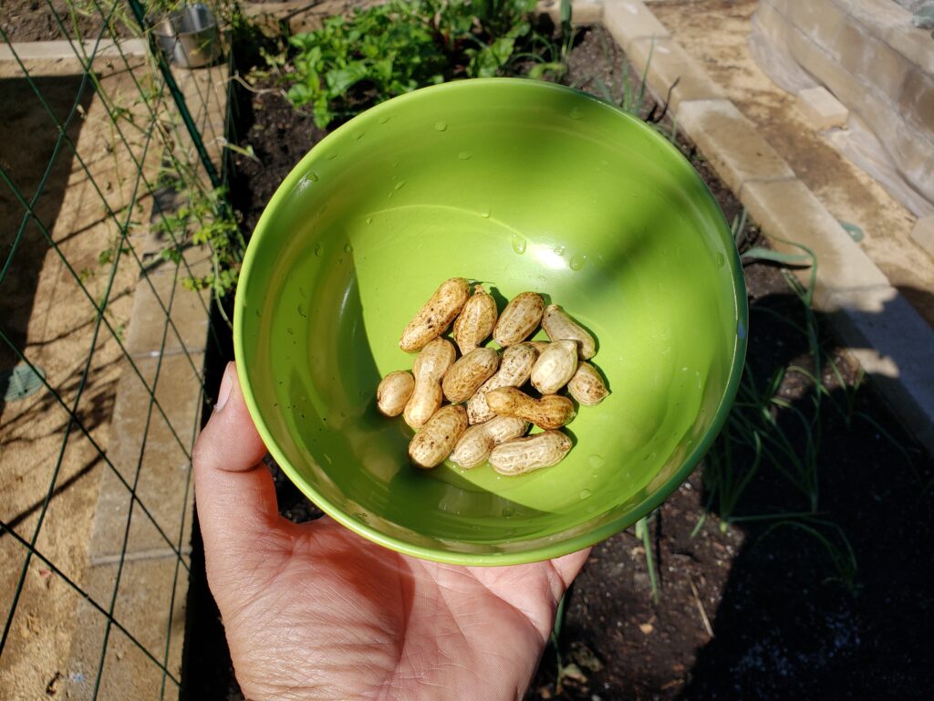 Peanut harvest