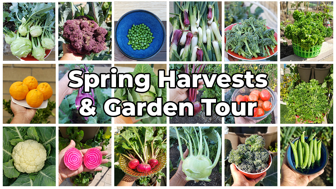 The California Garden – Spring Harvests, March 2021 Garden Tour, Gardening Tips & More!