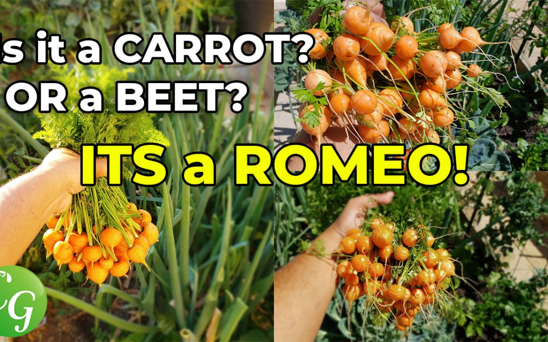 Growing Carrots – How to grow Romeo Carrots in your garden