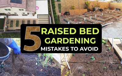 Top 5 Raised Bed Gardening Mistakes To Avoid – Garden in Raised Beds Effectively