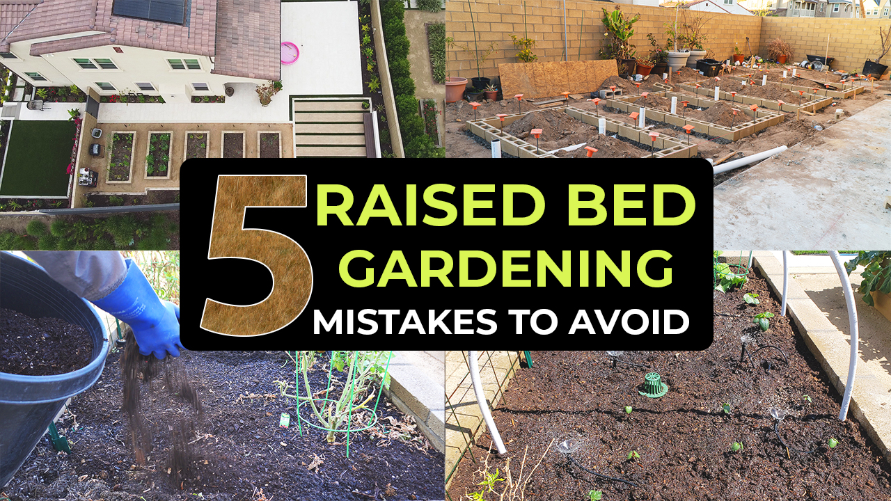 op 5 Raised Bed Gardening Mistakes To Avoid
