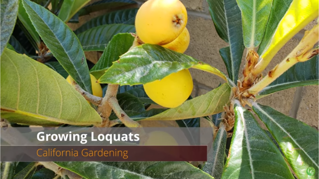 Growing Loquat Fruit How to Grow the Best California Gardening