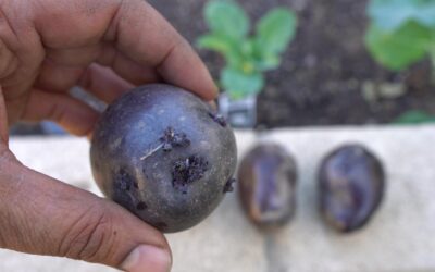 Planting and Growing Purple Potatoes