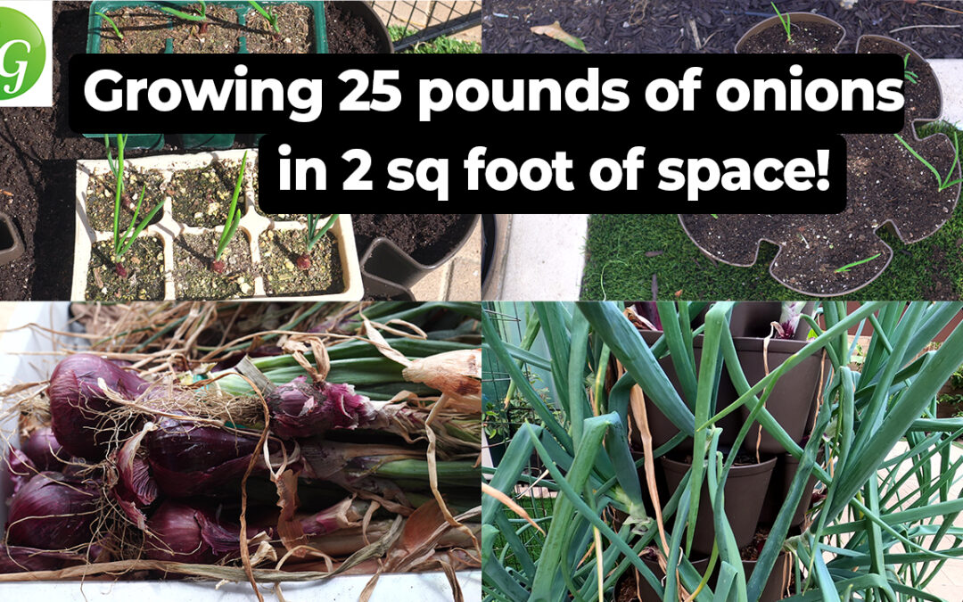Growing 42 Onions/25 lbs in 2sqft. space!