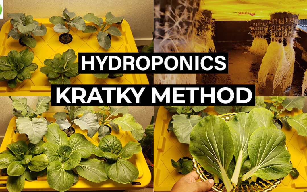 Kratky Method : How to Grow Plants With Kratky Hydroponic Method