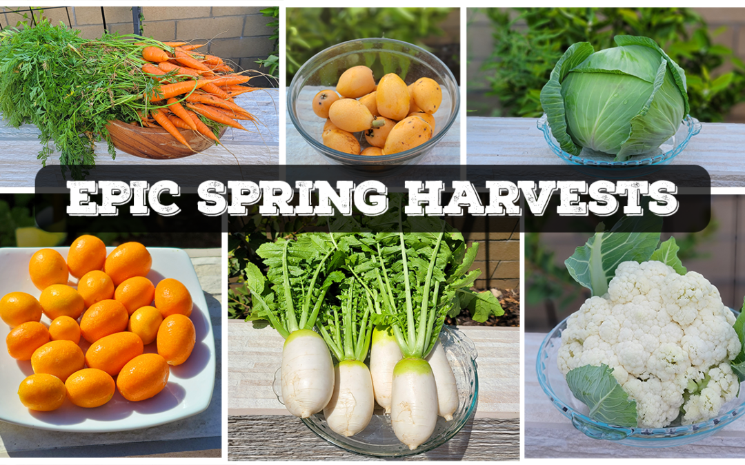 EPIC Spring Garden Harvests, California Garden Tour April 2022 & a lot more!