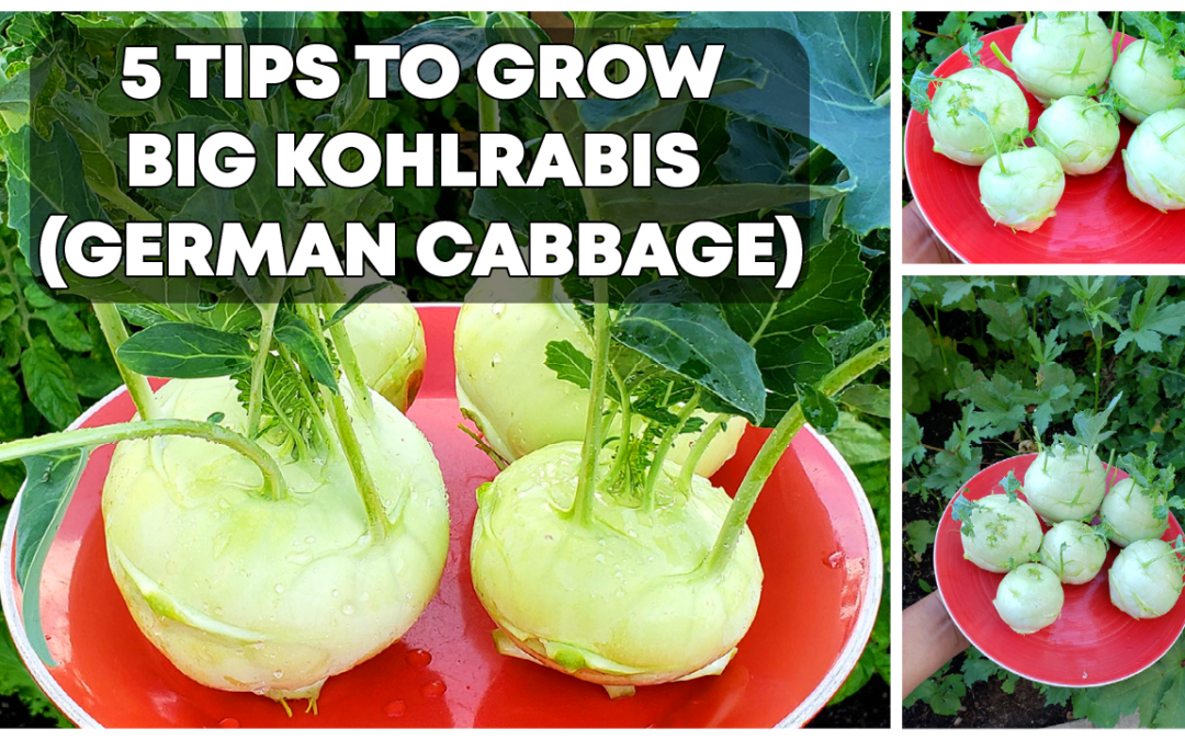 How To Grow BIG Kohlrabis