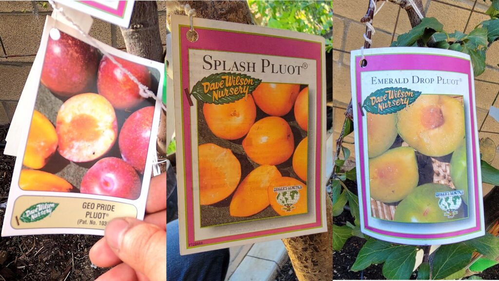 How To Grow Pluots - A Delicious Plum / Apricot Fruit 3-In-one Pluot ...