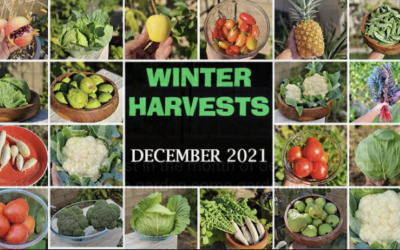 !!HAPPY NEW YEAR !! California Gardening December Garden Tour 2021 – Winter Harvests, Garden Tips!