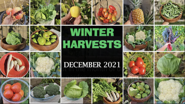 !!HAPPY NEW YEAR !! California Gardening December Garden Tour 2021 – Winter Harvests, Garden Tips!