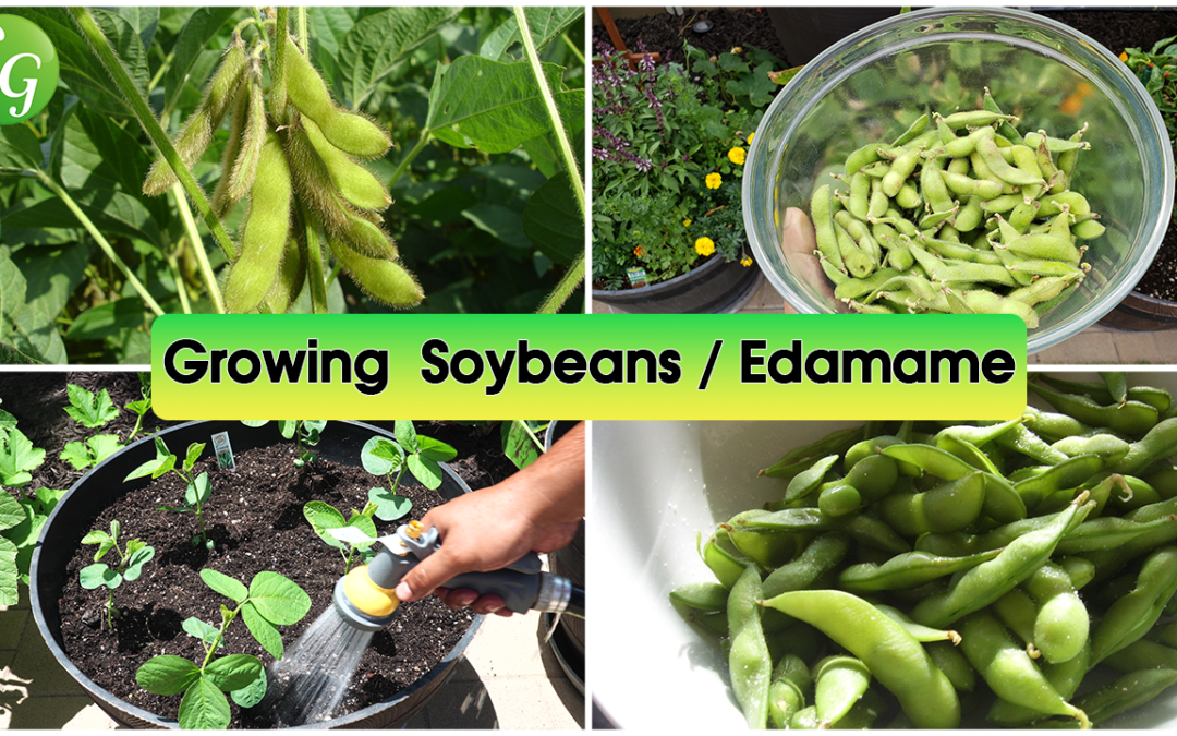 How To Grow Soybeans or Edamame – Soya Bean Farming, Growing Tips & Recipe