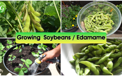 How To Grow Soybeans or Edamame – Soya Bean Farming, Growing Tips & Recipe