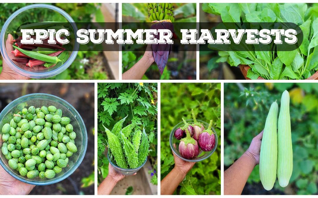 EPIC Harvests, Gardening Tips & A Lot More! – California Gardening September Garden Tour!