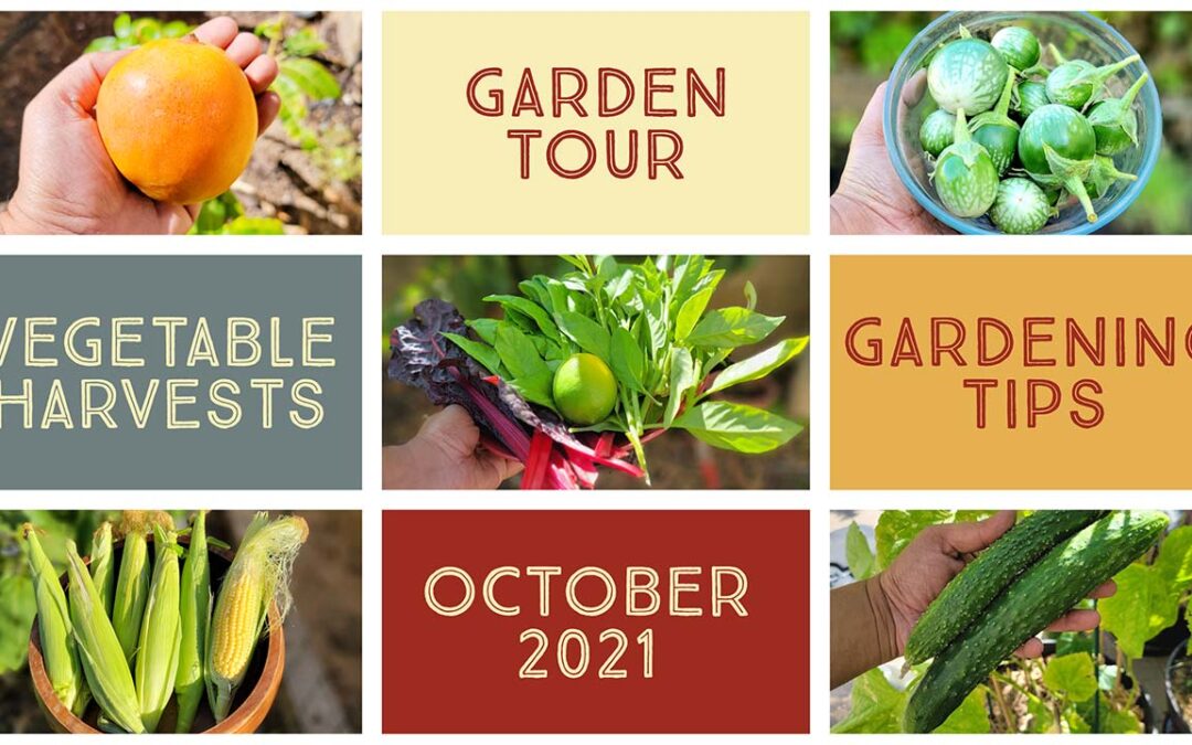 California Gardening October 2021 Harvests, Garden Tour, Gardening Tips, GreenStalk Spinner Review!