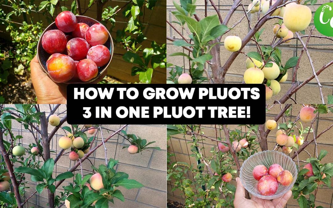 How To Grow Pluots – A Delicious Plum / Apricot Fruit 3-In-one Pluot – Easy To Grow In Your Garden!