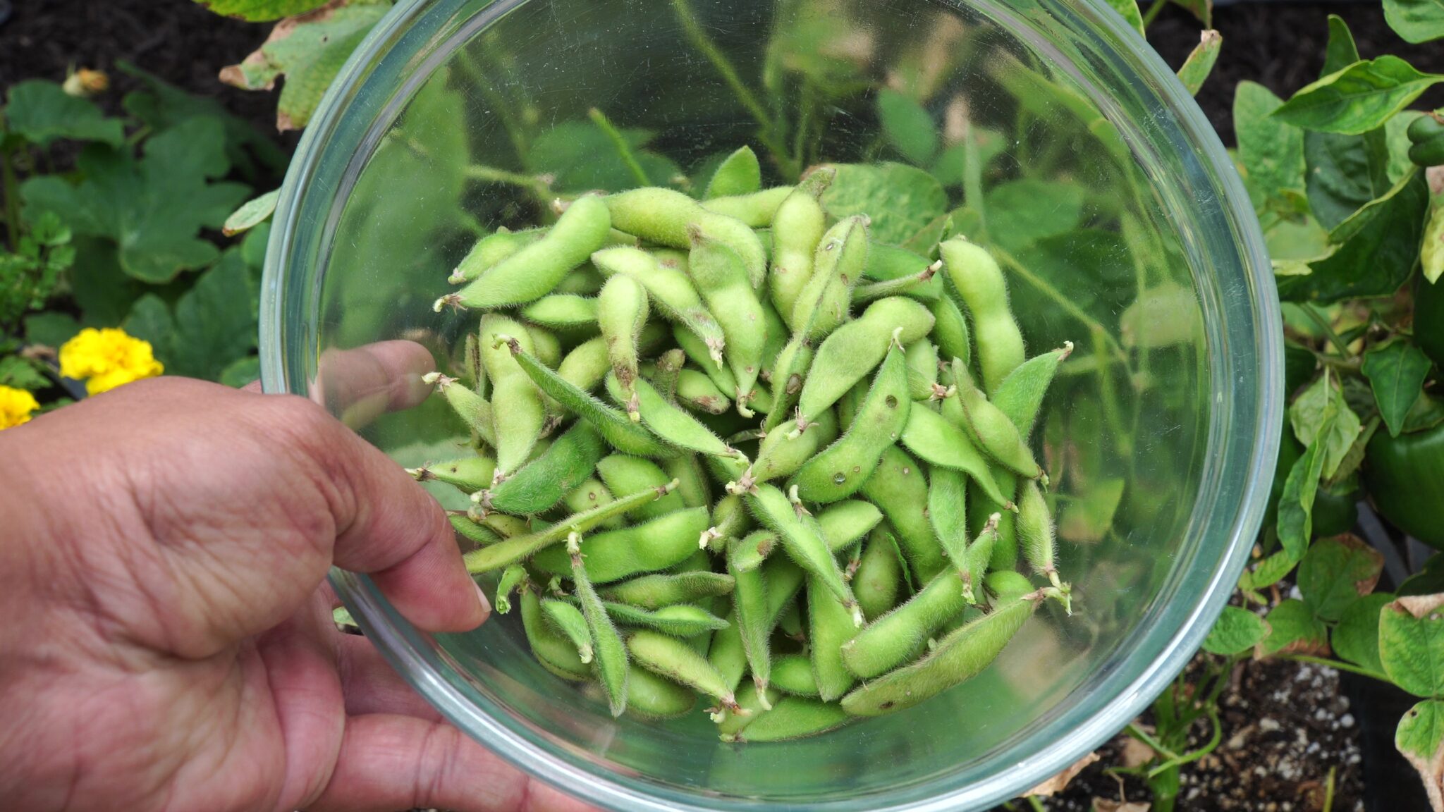 How To Grow Soybeans or Edamame Soya Bean Farming, Growing Tips & Recipe California Gardening