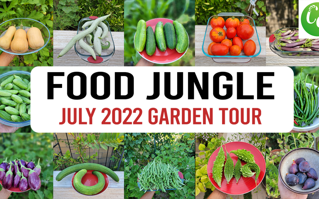 California Garden Becomes a Food Jungle! Vegetable Garden Tour, Gardening Tips & more!