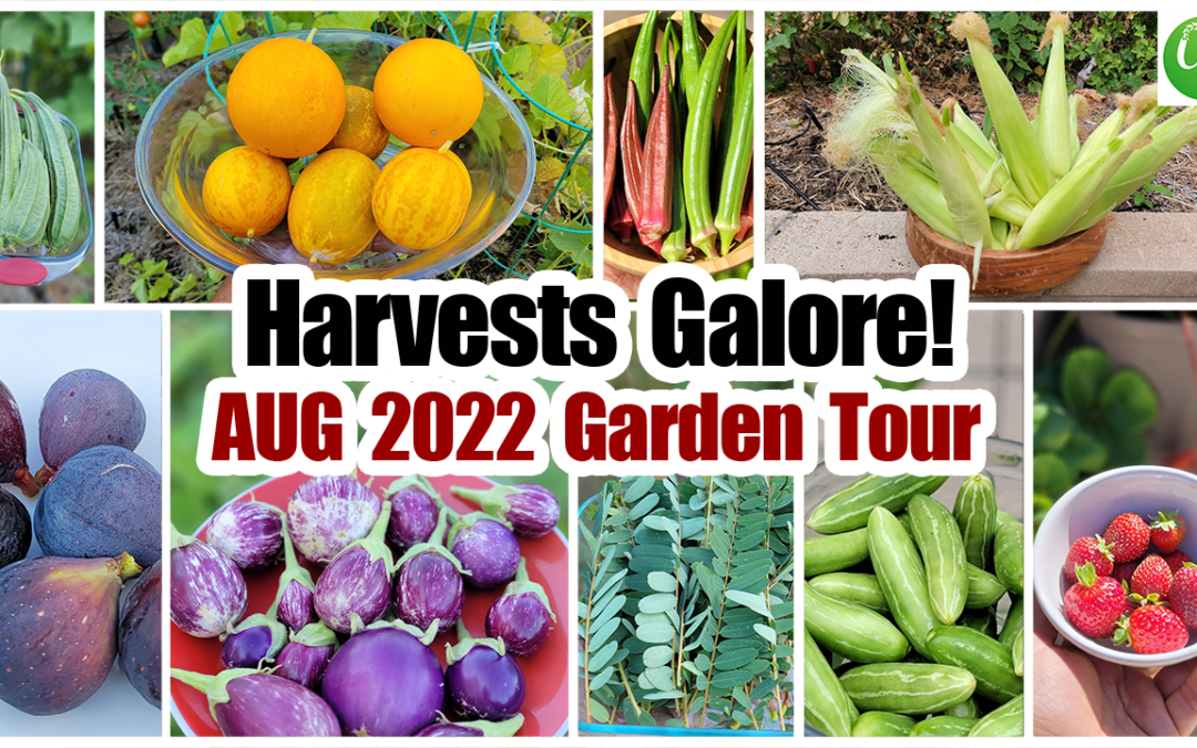 Gardening Tips : Harvests Galore! California Garden Tour, Plants, Tips, Recipes!