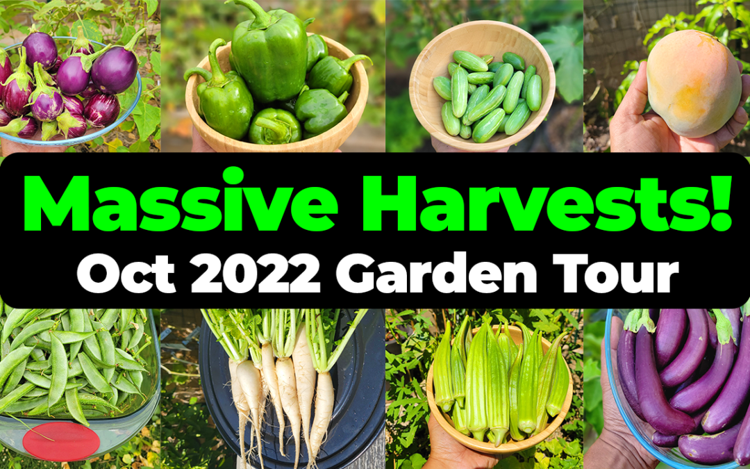 Gardening : Massive Harvests in October 2022 – California Gardening